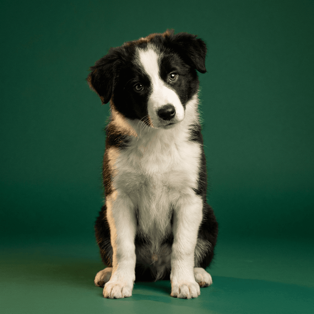 Border Collie · Atlas