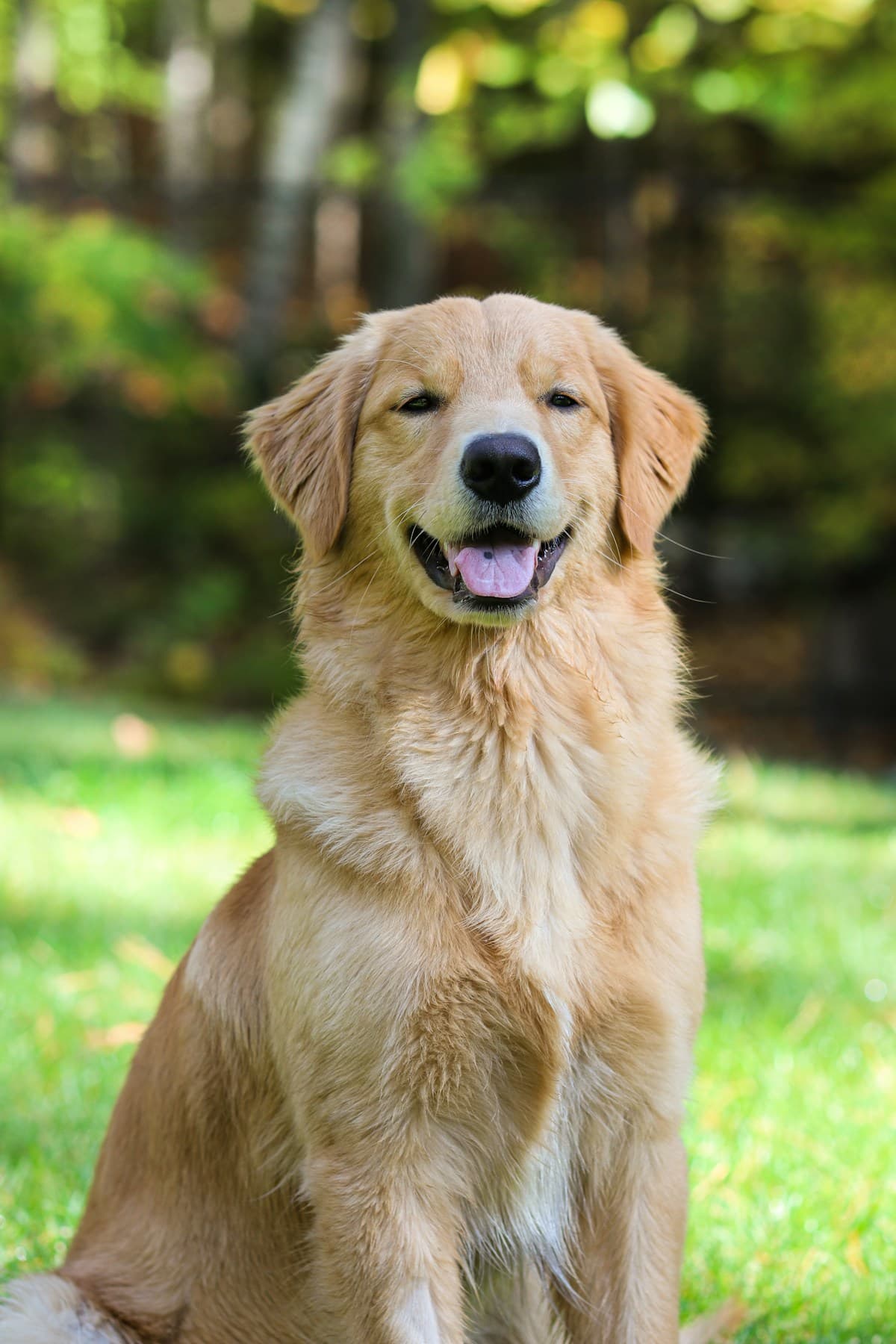 Golden Retriever · Luna