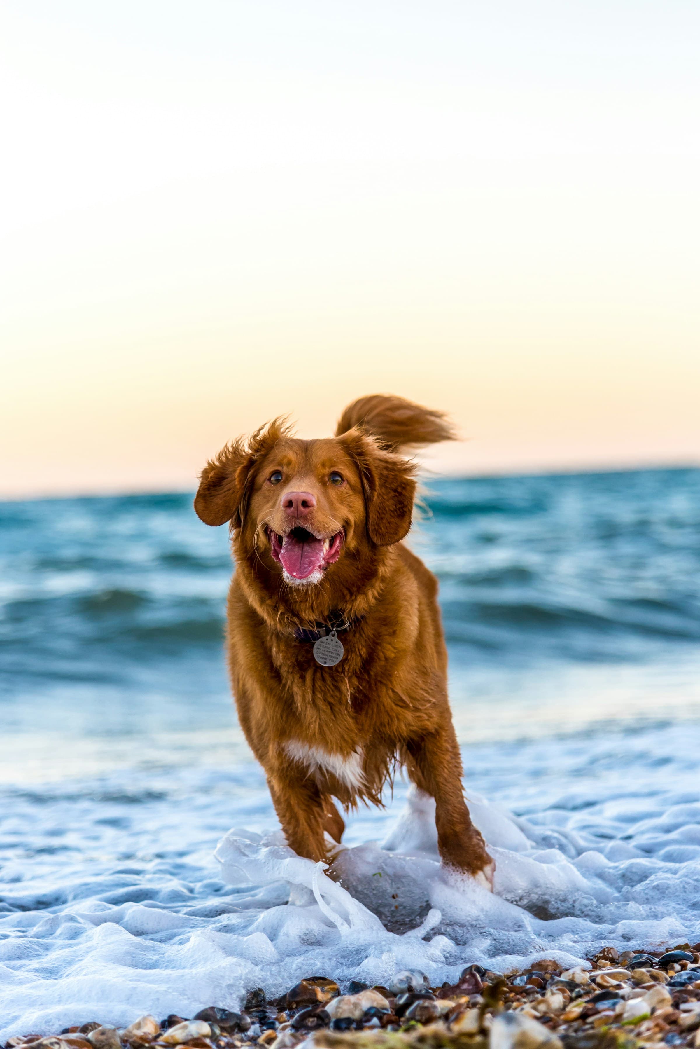 Cachorrinho saindo da água na praia ao pôr do sol